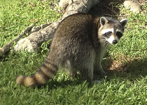 Squirrel Pest Control squirrel removal