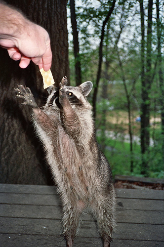 squirrel removal services near me Skunk Control Near Me