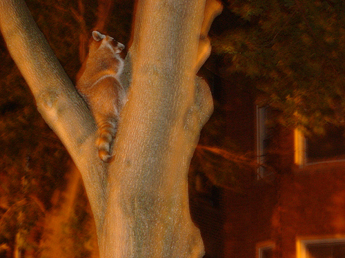 Bat Removal Bat Control Near Me
