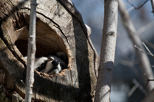 Squirrel Pest Control raccoon removal