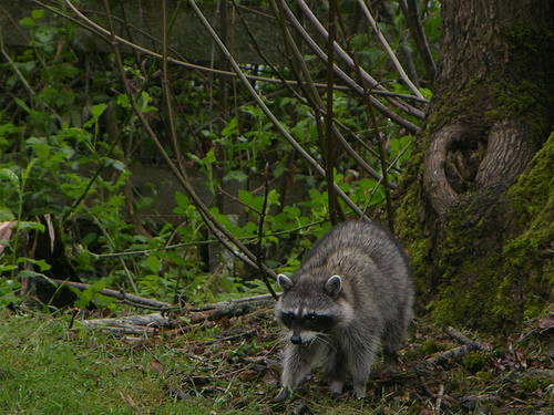 Bat Removal skunk removal