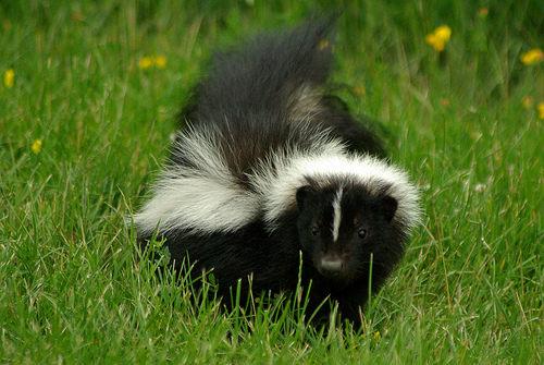 Skunk Trapping Squirrel Removal Services