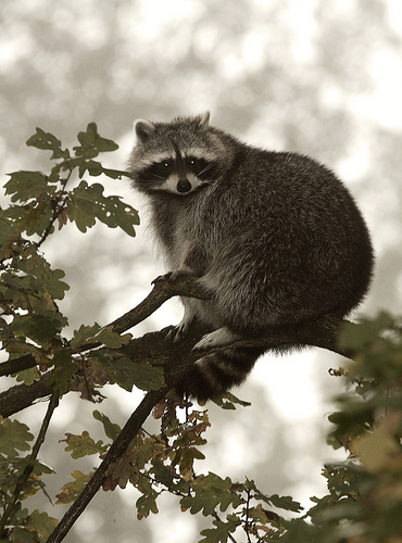 Get Rid Of Skunks nuisance animal removal