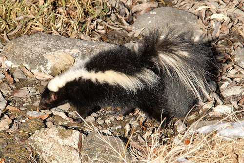 Dead Animal Removal Near Me squirrel removal companies