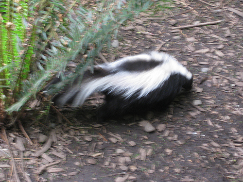 raccoon removal Skunk Removal