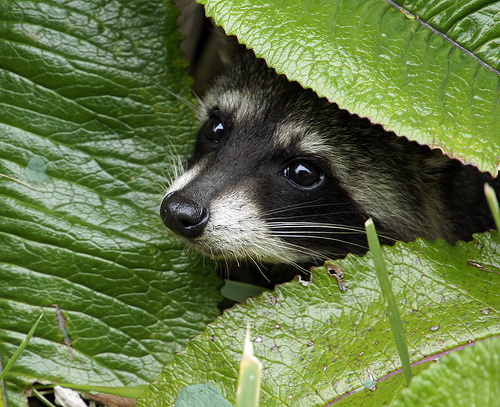 raccoon extermination Skunk Control Near Me