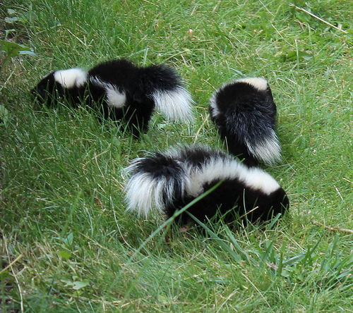 skunk control Squirrel Removal Companies
