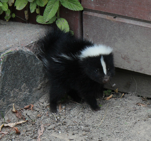 Raccoon Removal Squirrel Pest Control