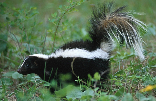 squirrel removal near me dead animal removal